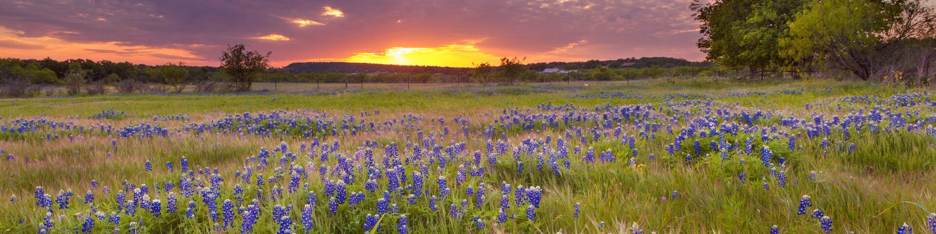 Bluebonnets blossom under the painted Texas sky in Marble Falls, TX