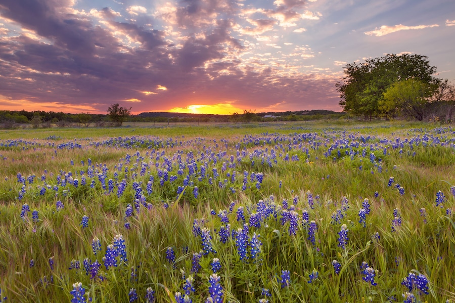 Un campo de flores azules silvestres al atardecer, con un árbol y cielo despejado.