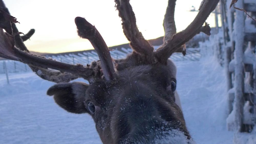 A reindeer with large antlers in a snowy landscape.