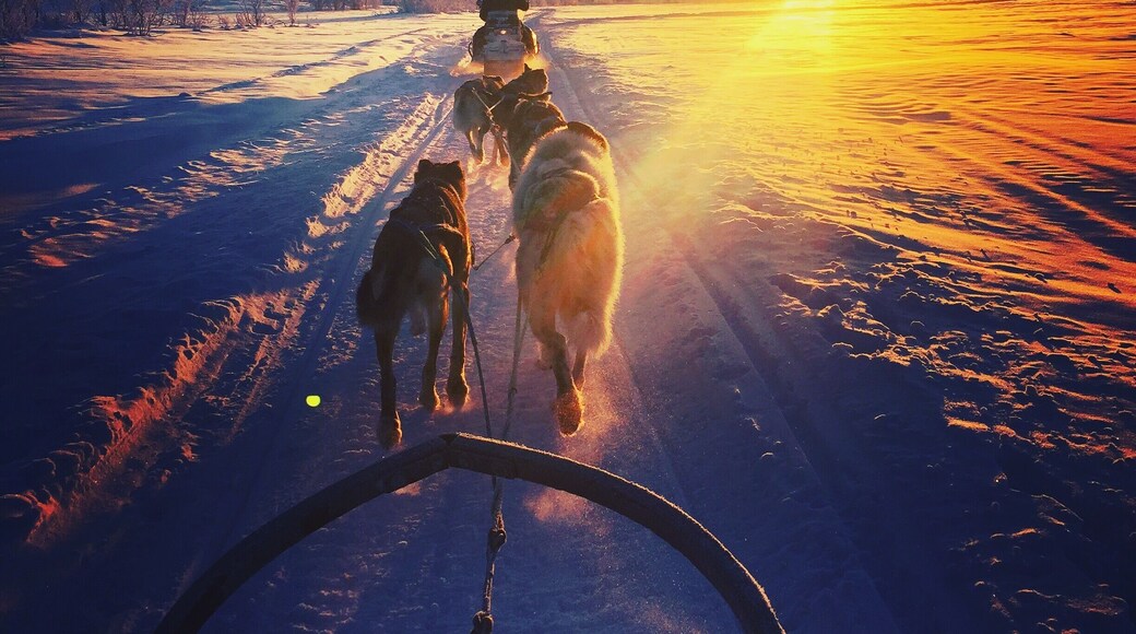 If you find yourself in Kiruna, Sweden be sure to take a trip with Kiruna Sleddog Tours. Truly a magical experience!