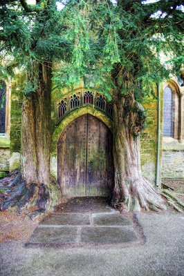 A large tree with a wooden door at its base, surrounded by stone walls and a stone archway.