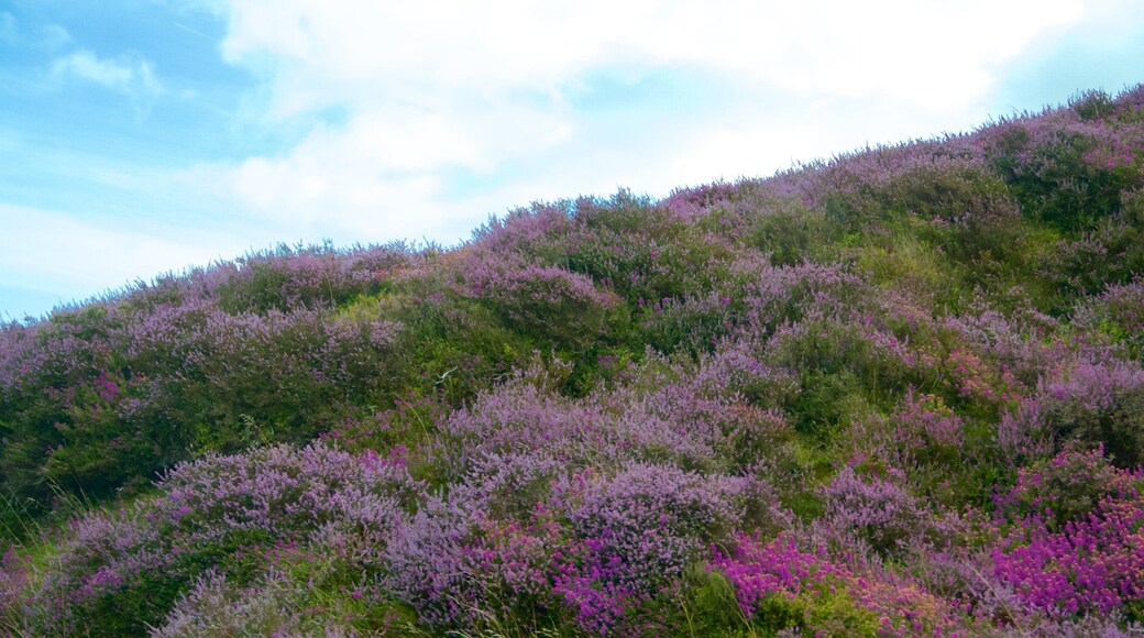 Exmoor National Park featuring wildflowers