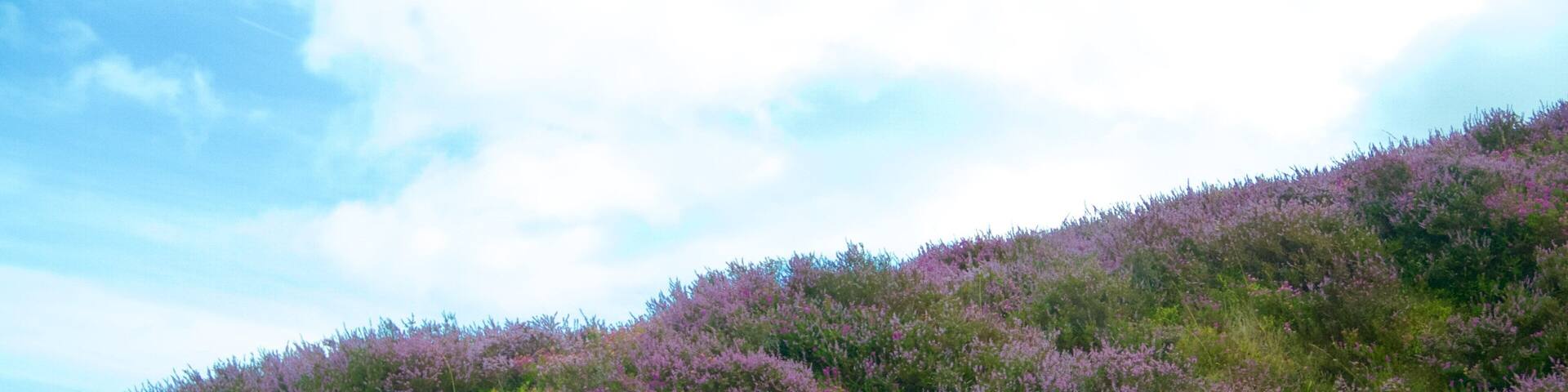 Exmoor National Park featuring wildflowers