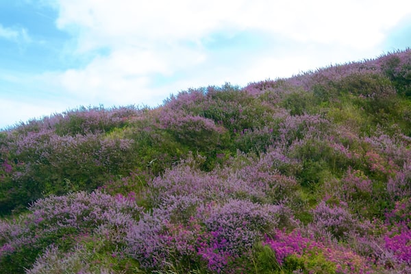 Exmoor National Park welches beinhaltet Wildblumen