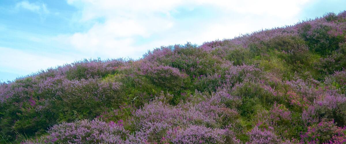 A hillside covered with purple heather flowers.