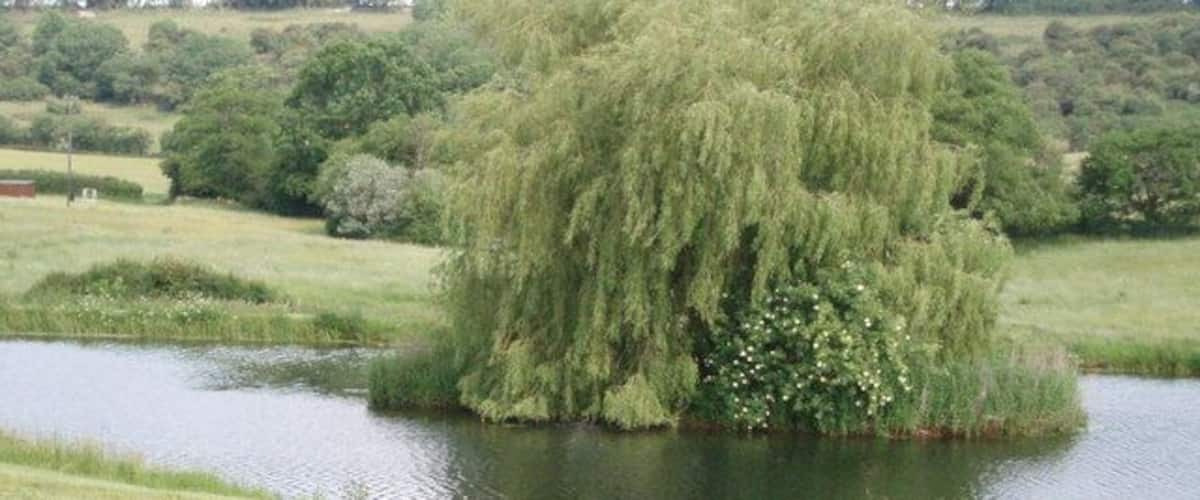 A weeping willow tree by a calm pond surrounded by grassy fields and trees.