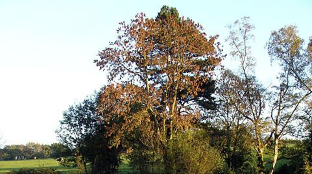 Ham Green Lake This lake is used for fishing.