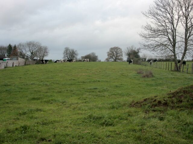 A grassy field with cows grazing, a fence, and leafless trees.