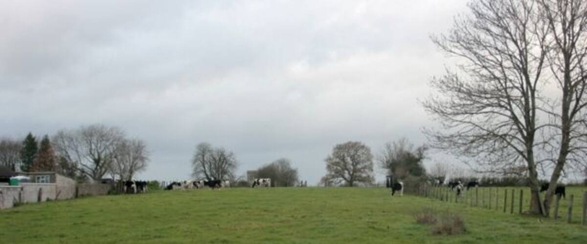 A grassy field with cows grazing, a fence, and leafless trees.