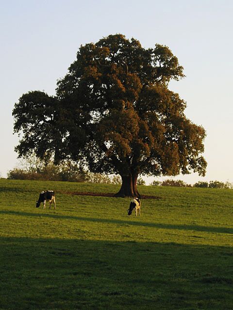 Cows grazing near Chapel Pill Farm