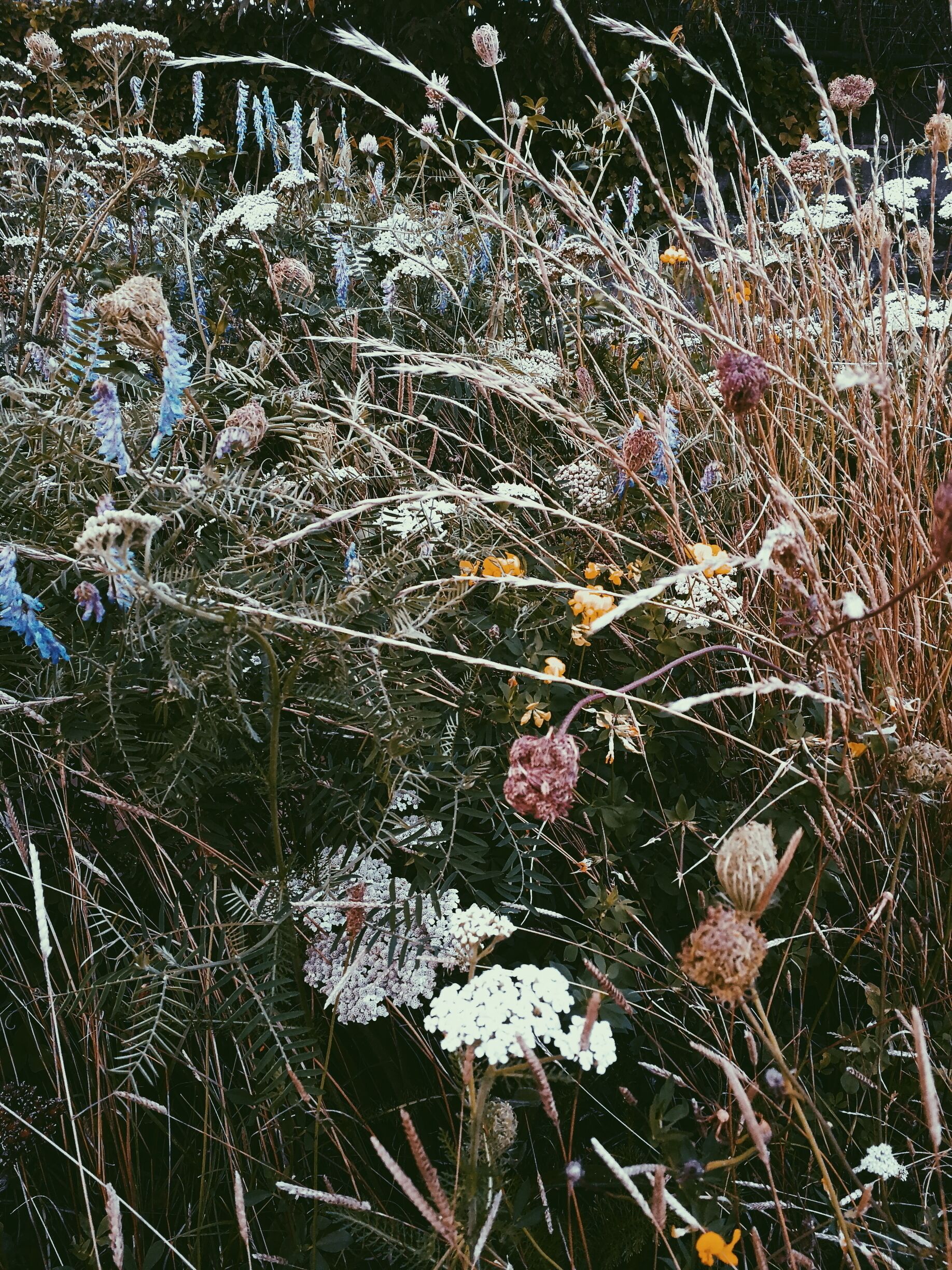Beauty in the least expected places #bristol #wildflowers #nature #citynature #magic