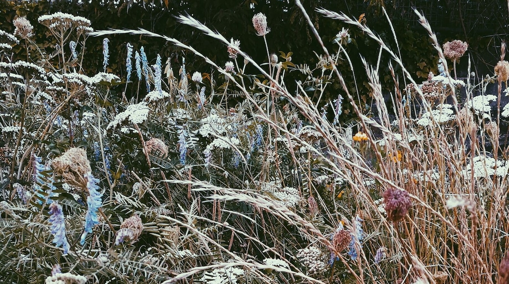 Beauty in the least expected places #bristol #wildflowers #nature #citynature #magic