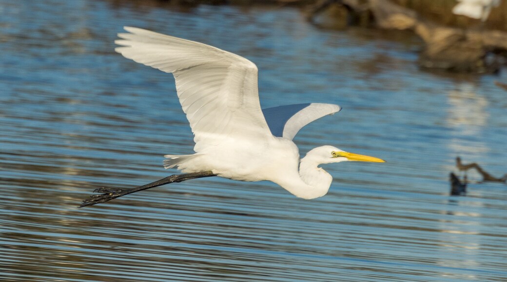 Eastern Great Egret in Queensland Australia