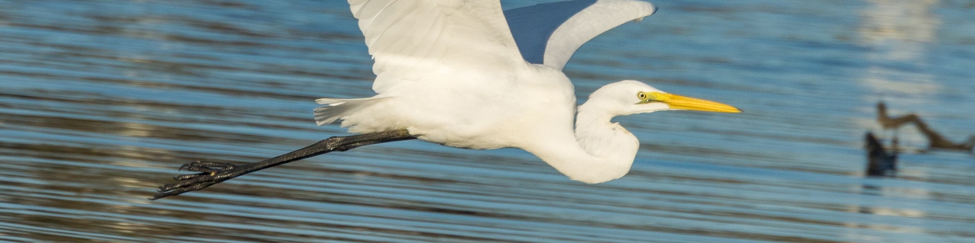 Eastern Great Egret in Queensland Australia