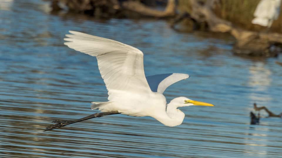 A white egret flying over water with a yellow beak.
