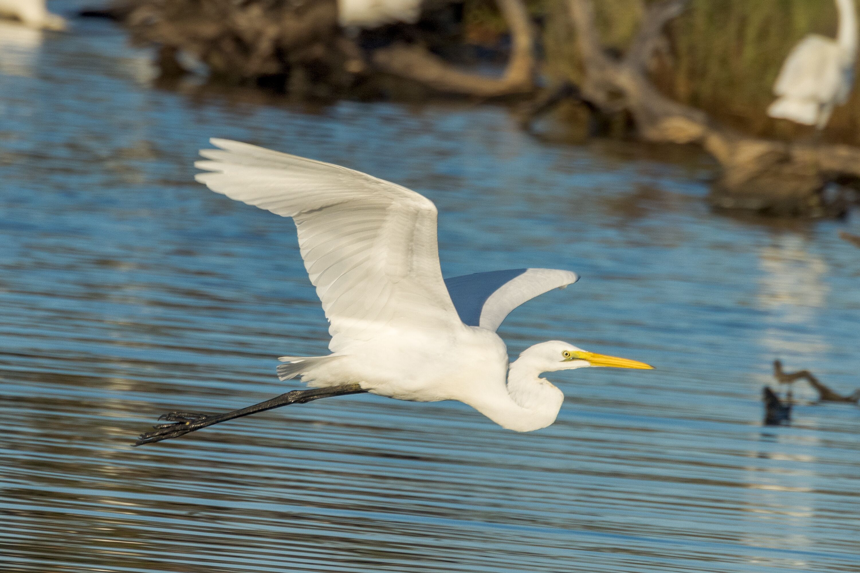 A white egret flying over water with a yellow beak.