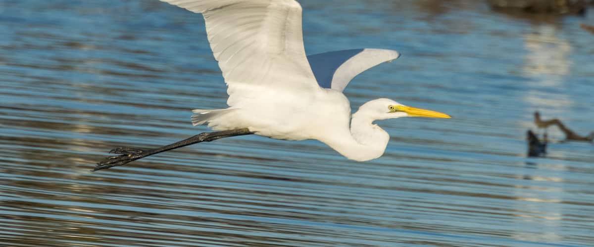 A white egret flying over water with a yellow beak.