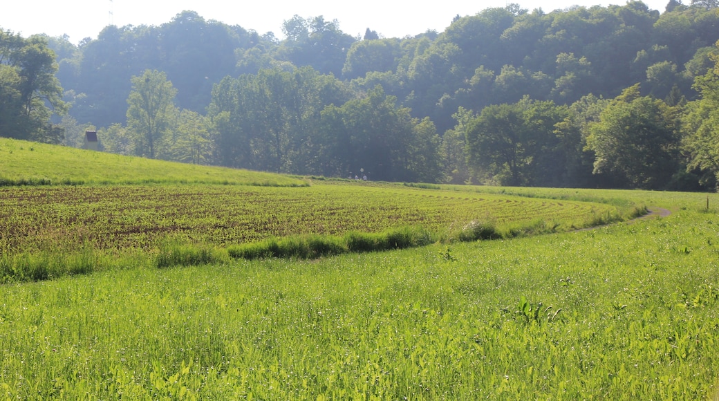 Naturschutzgebiet „Unteres Remstal“ (NSG 1.149), Wiesen und Ackerland