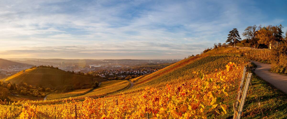 A vineyard with rows of grapevines, a winding road, and a distant town.