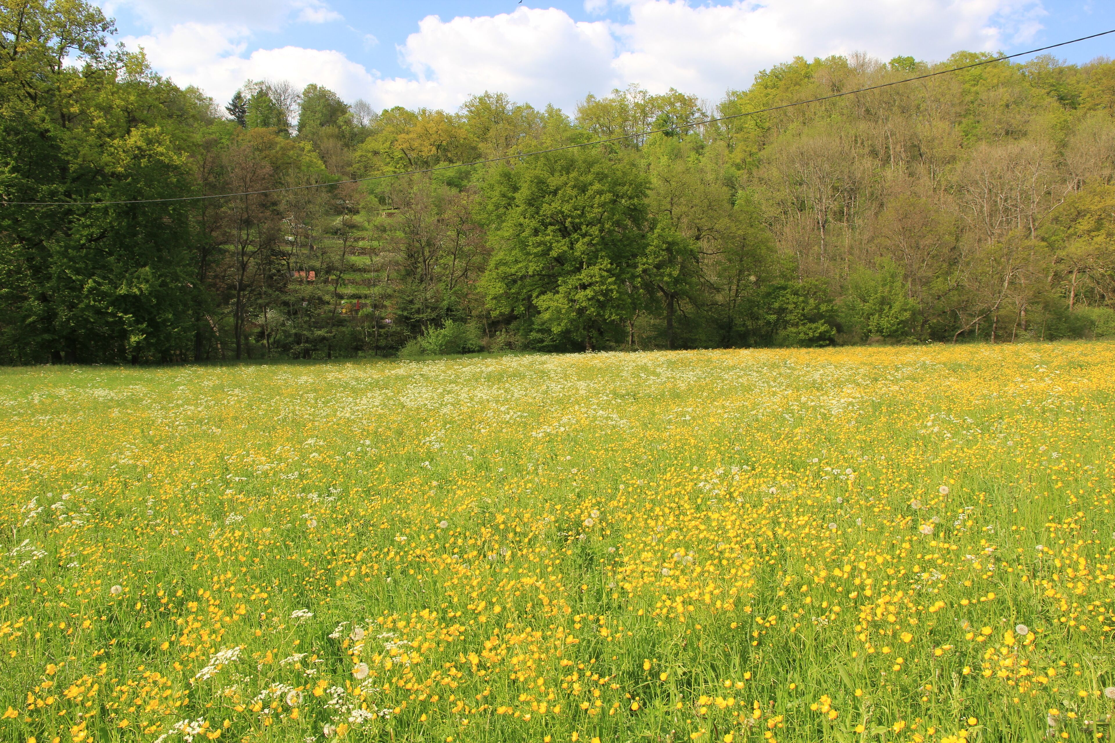 (NSG:BW-1.149)_Unteres Remstal