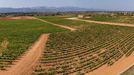 Son Llompart vineyards by Macia Batle, Santa Eugenia,Majorca, Balearic Islands, Spain