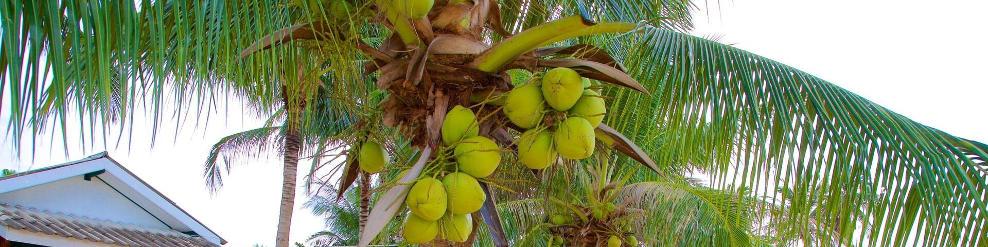 Mae Nam which includes tropical scenes and general coastal views