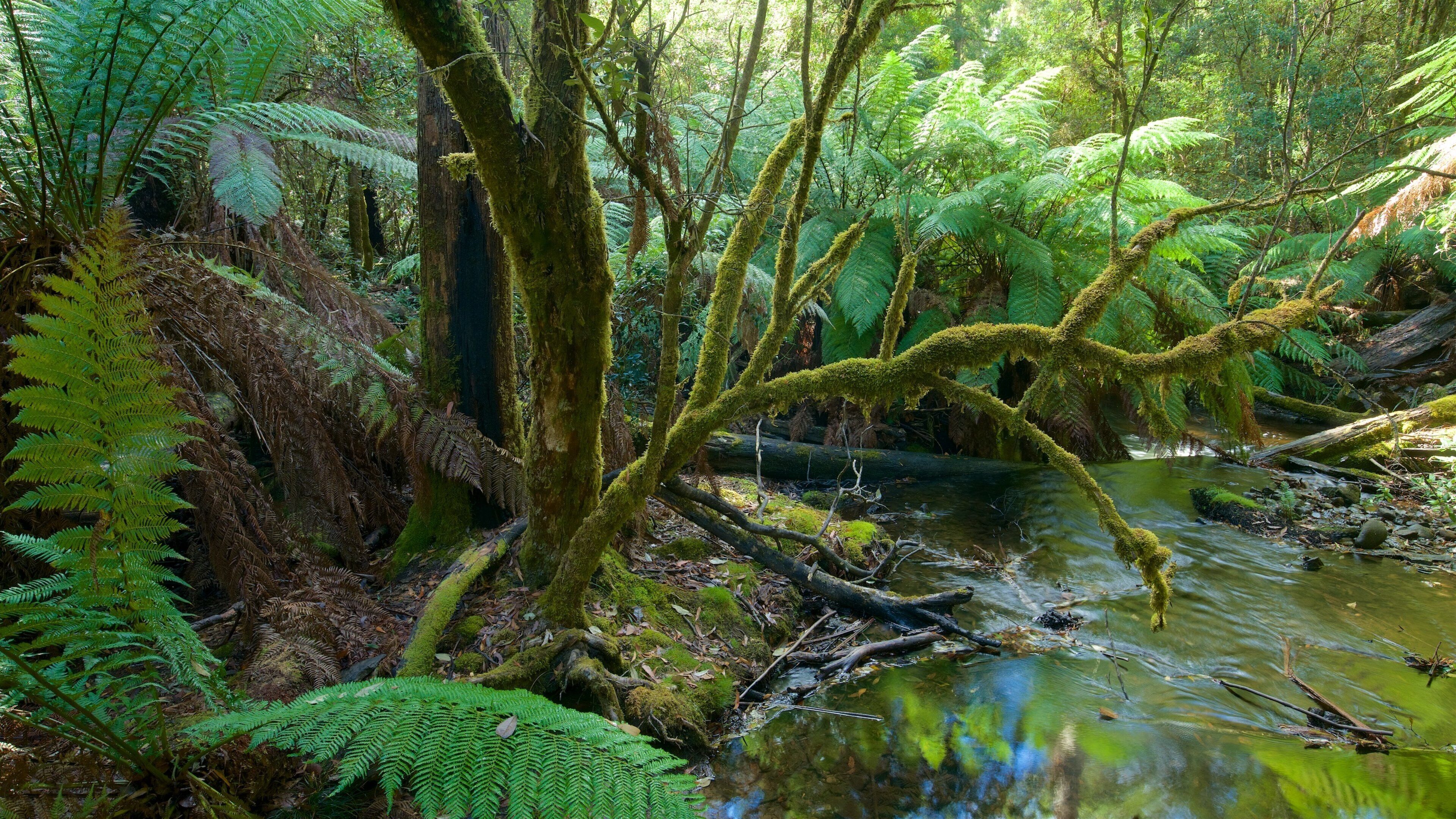 Mt. Field National Park