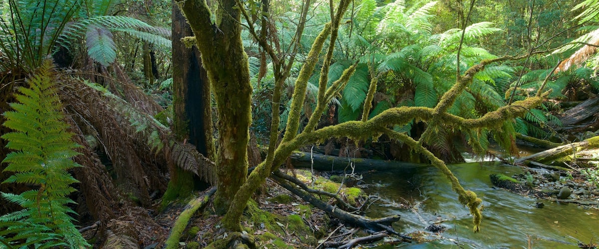 Mt. Field National Park