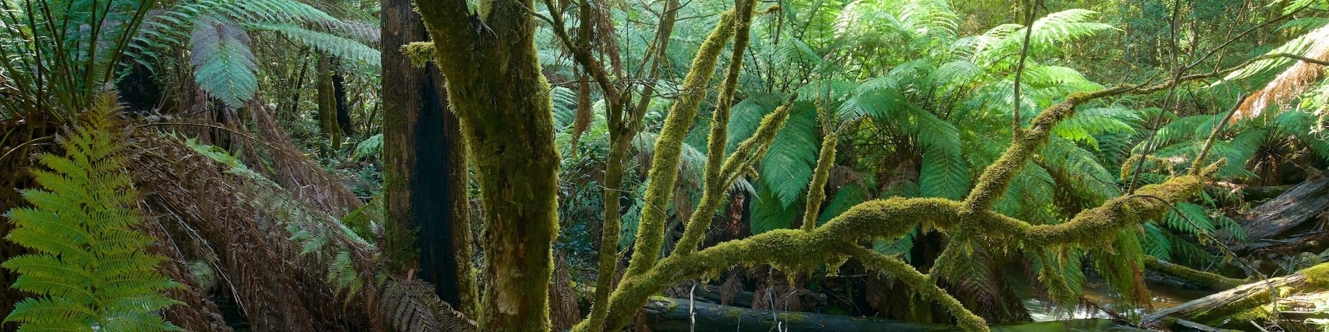 Mt. Field National Park