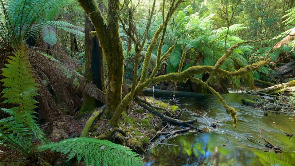 A forest with a moss-covered fallen tree over a stream.