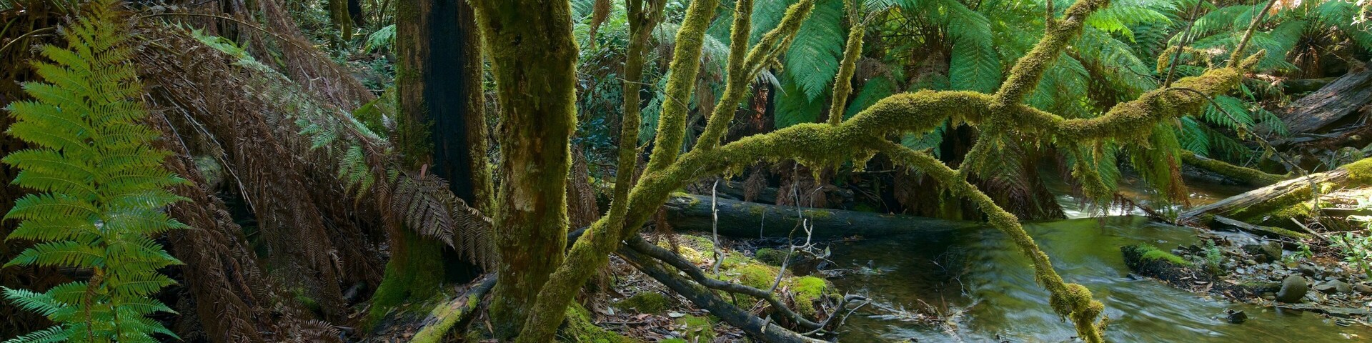 Mt. Field National Park