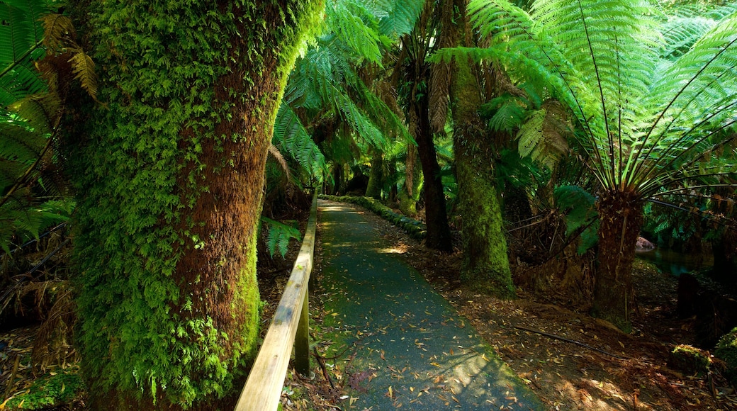 Mt. Field National Park