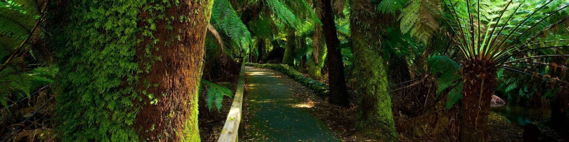 A forest path surrounded by large trees and ferns.