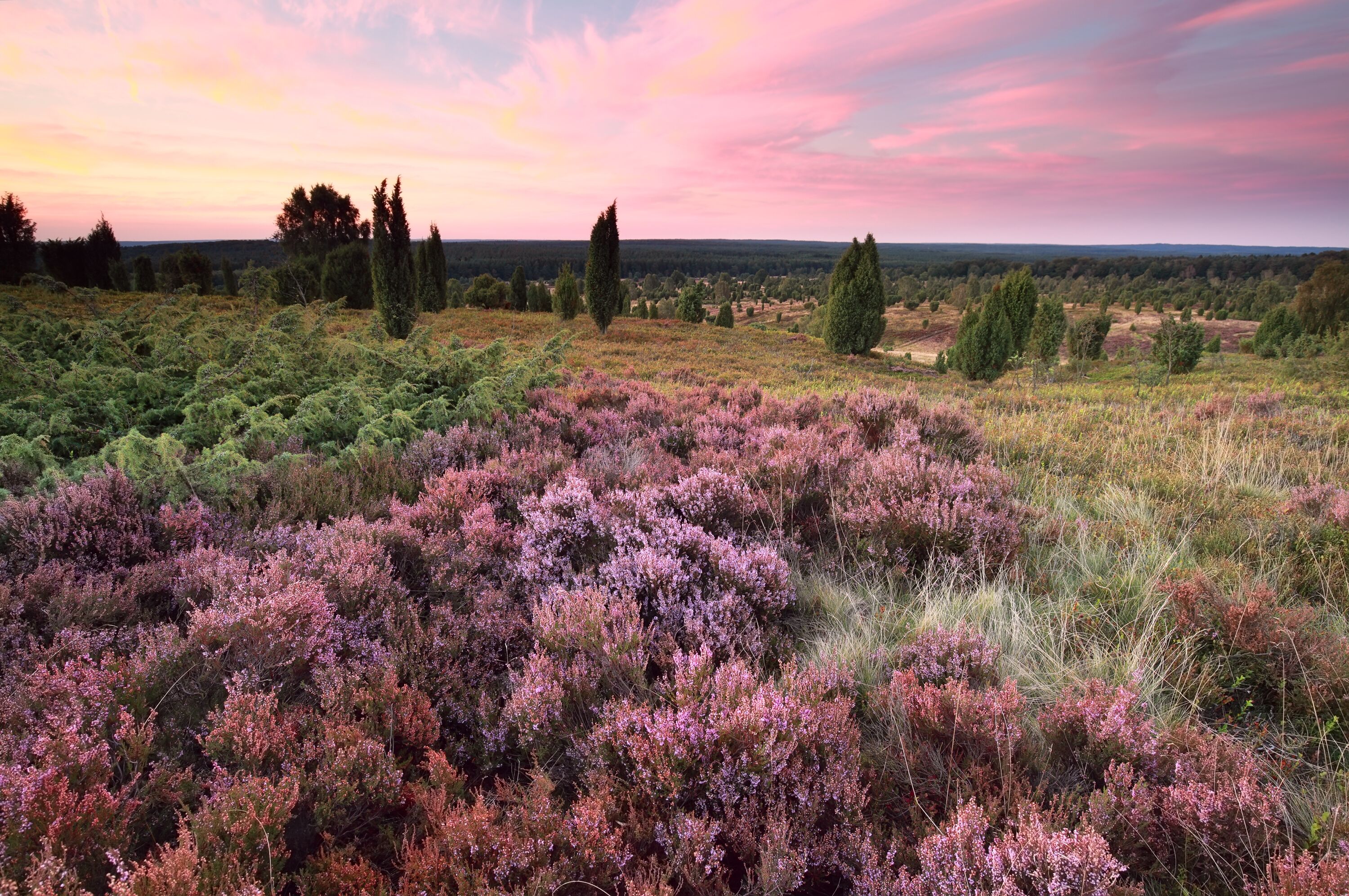 A landscape with heather fields, cypress trees, and a distant horizon.