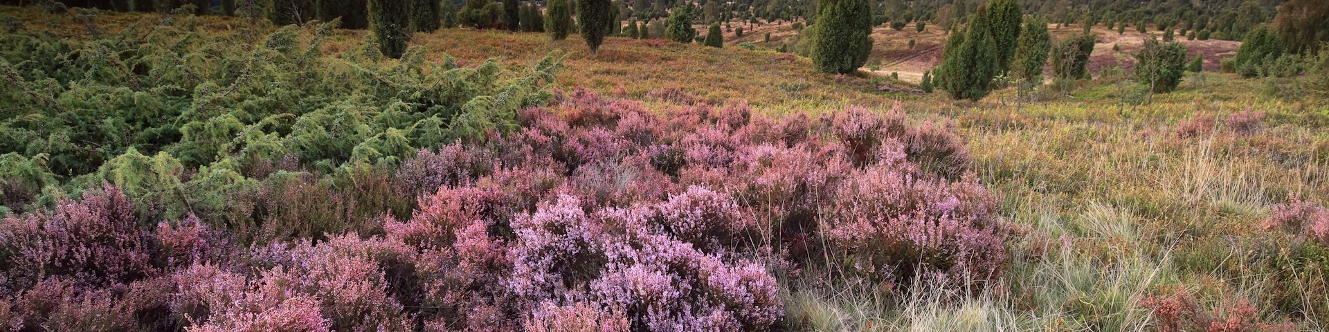 A landscape with heather fields, cypress trees, and a distant horizon.