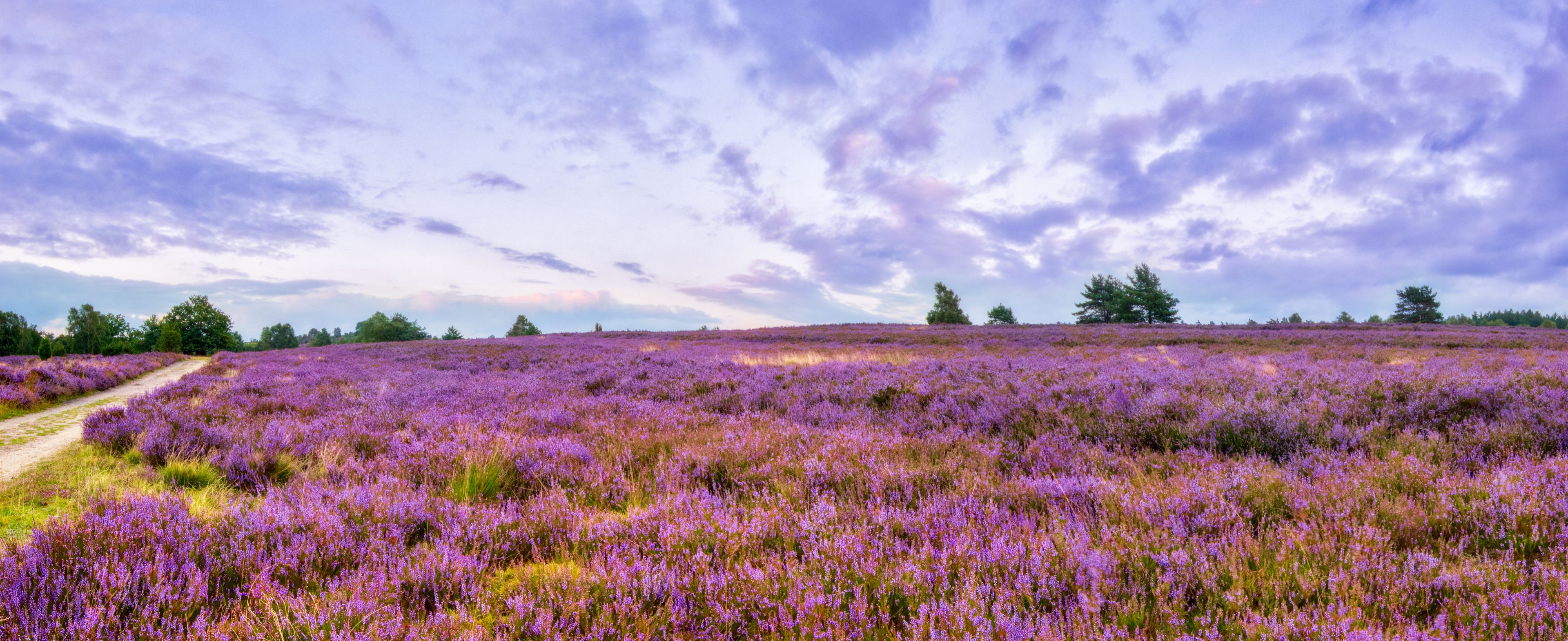 Vivid twilight in the famous purple summer bloom of the Lueneburg Heath, near the Wilseder Mountain, northern Germany