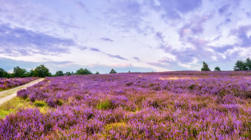 Vivid twilight in the famous purple summer bloom of the Lueneburg Heath, near the Wilseder Mountain, northern Germany