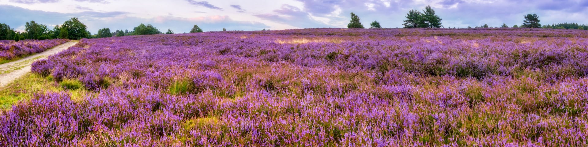 Vivid twilight in the famous purple summer bloom of the Lueneburg Heath, near the Wilseder Mountain, northern Germany