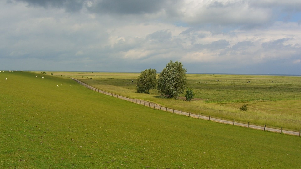 A grassy field with a fence, a few trees, and a cloudy sky.