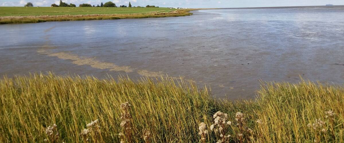 A river with grassy banks and a clear sky.