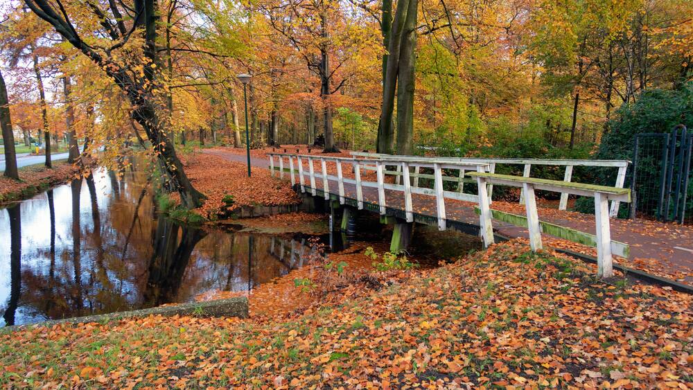 Autumn look in Dutch forest with wooden bridge and ditch