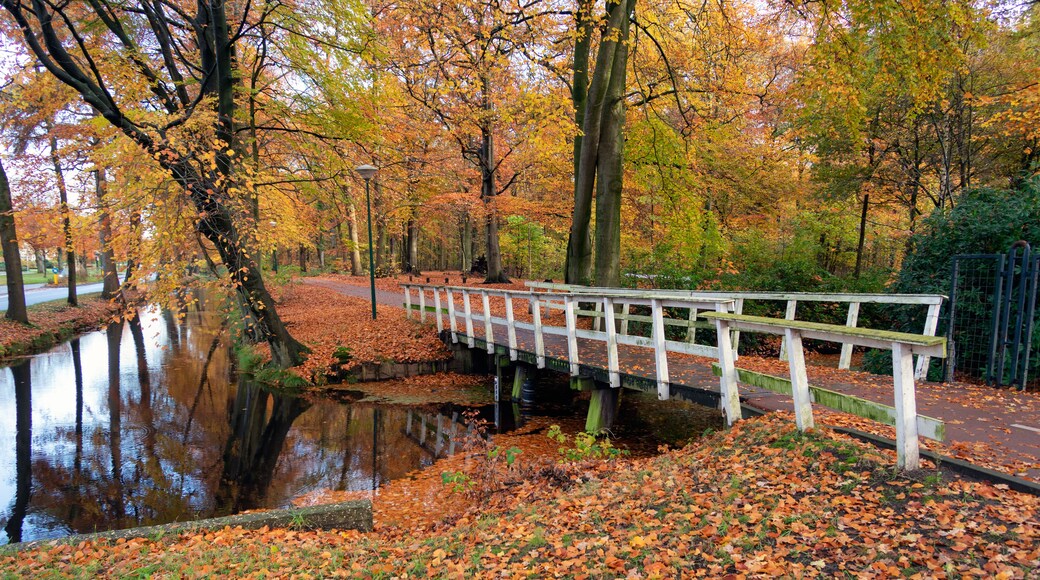 Autumn look in Dutch forest with wooden bridge and ditch