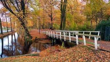 Autumn look in Dutch forest with wooden bridge and ditch