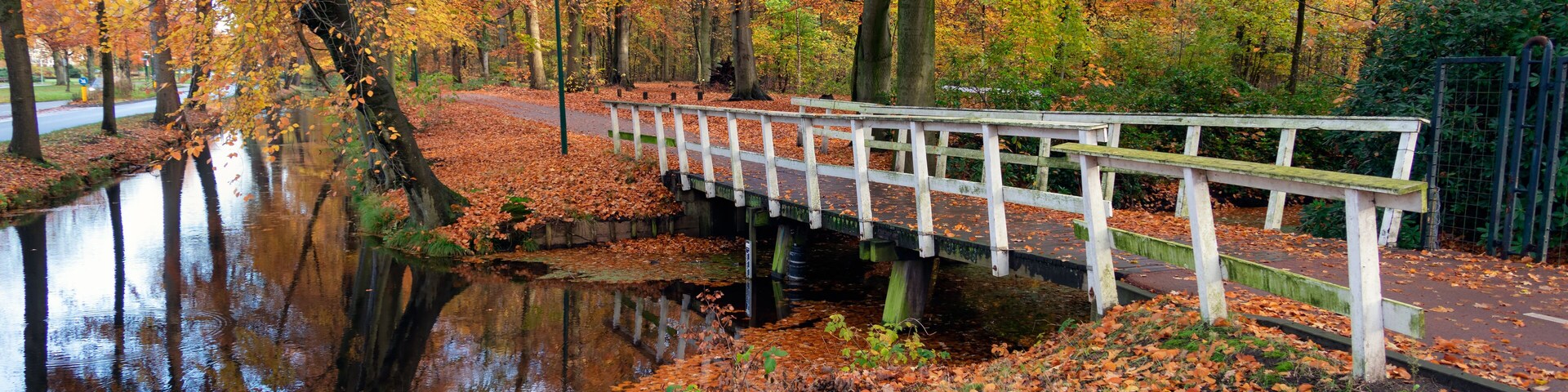 Autumn look in Dutch forest with wooden bridge and ditch