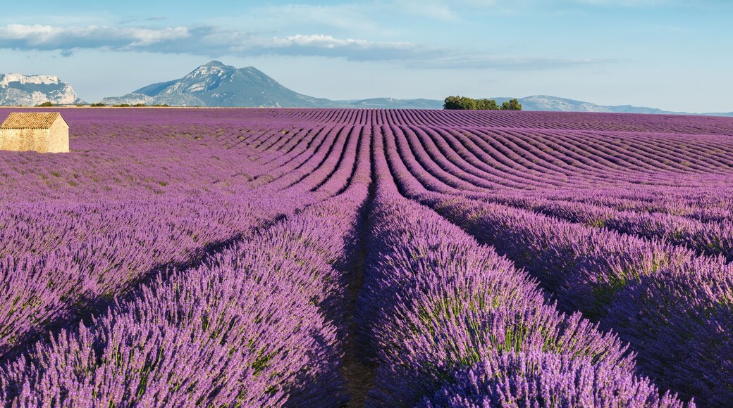 Alpes-de-Haute-Provence