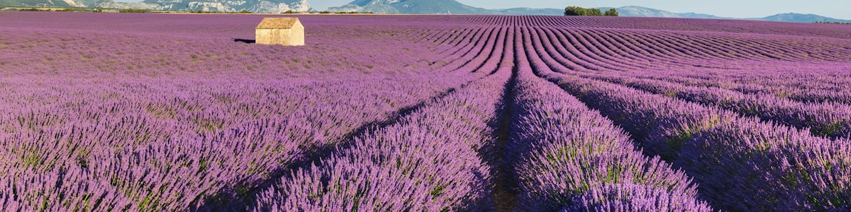 Lavender fields in Valensole Plateau at sunset. Panoramic view of Provence in Summer. Alpes-de-Haute-Provence, French Alps, France