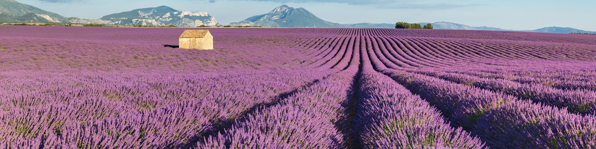 Lavender fields in Valensole Plateau at sunset. Panoramic view of Provence in Summer. Alpes-de-Haute-Provence, French Alps, France