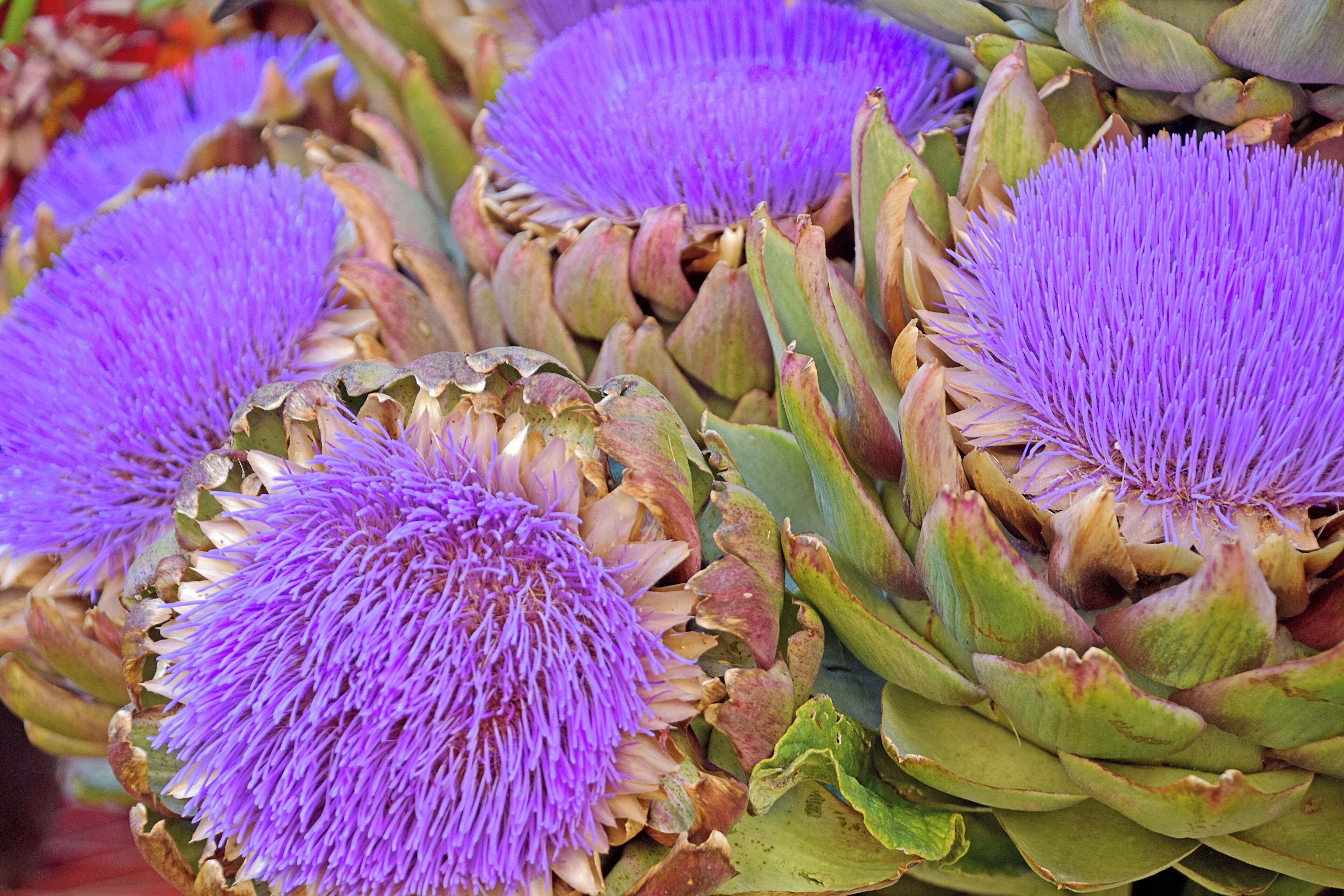 We were wandering through the open market and came across these beautiful flowers. Would you believe Artichoke flowers? #OnTheRoad