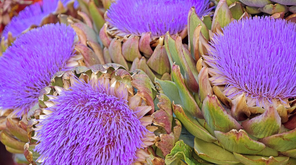 We were wandering through the open market and came across these beautiful flowers. Would you believe Artichoke flowers? #OnTheRoad