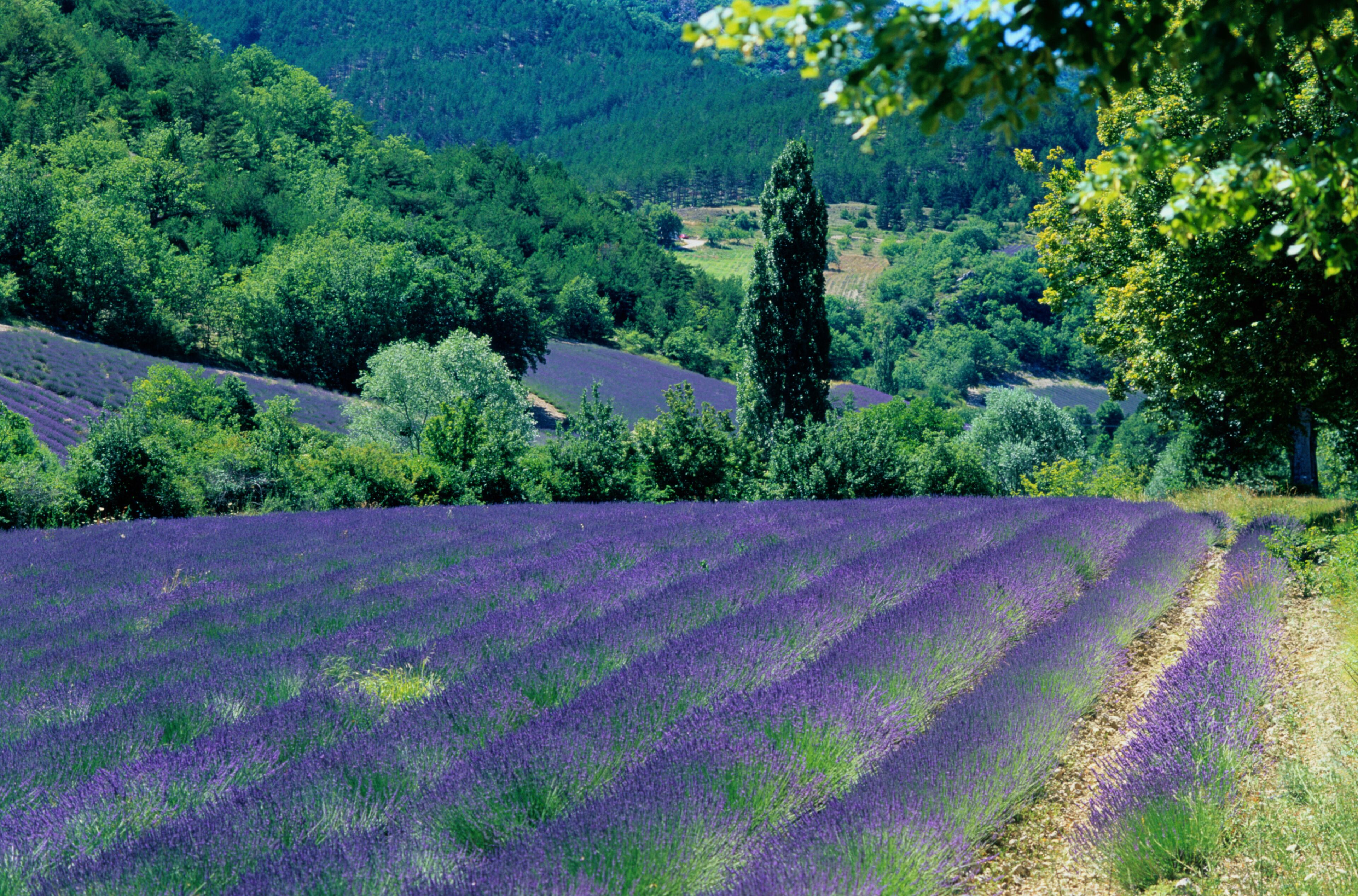 Um campo de lavanda com colinas ondulantes e uma floresta densa ao fundo.